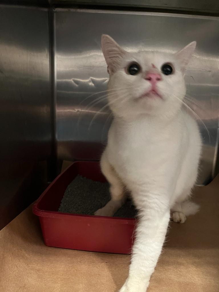 Weasle, Adoptable, Young Male Domestic Short Hair.