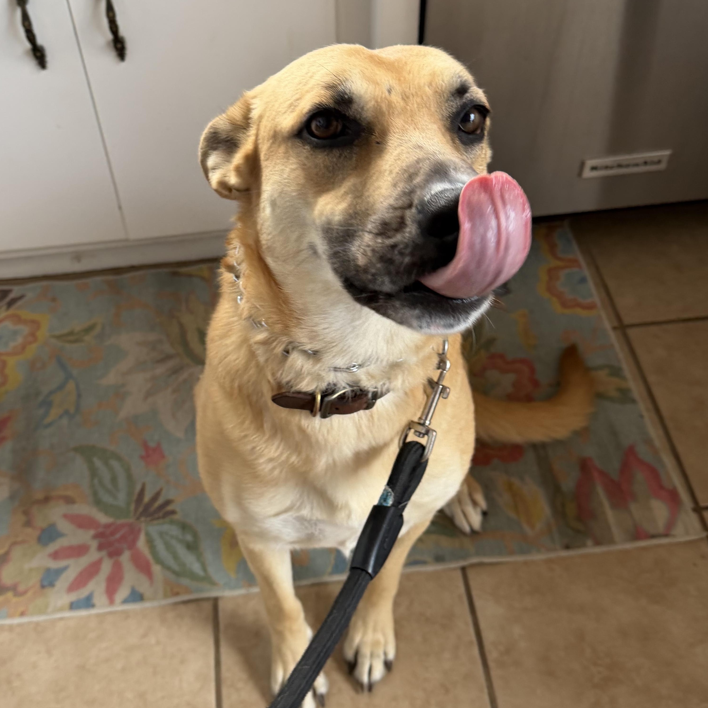 Enlarge Piper , a ADOPTABLE mixed breed in Los Osos, CA image 4/6