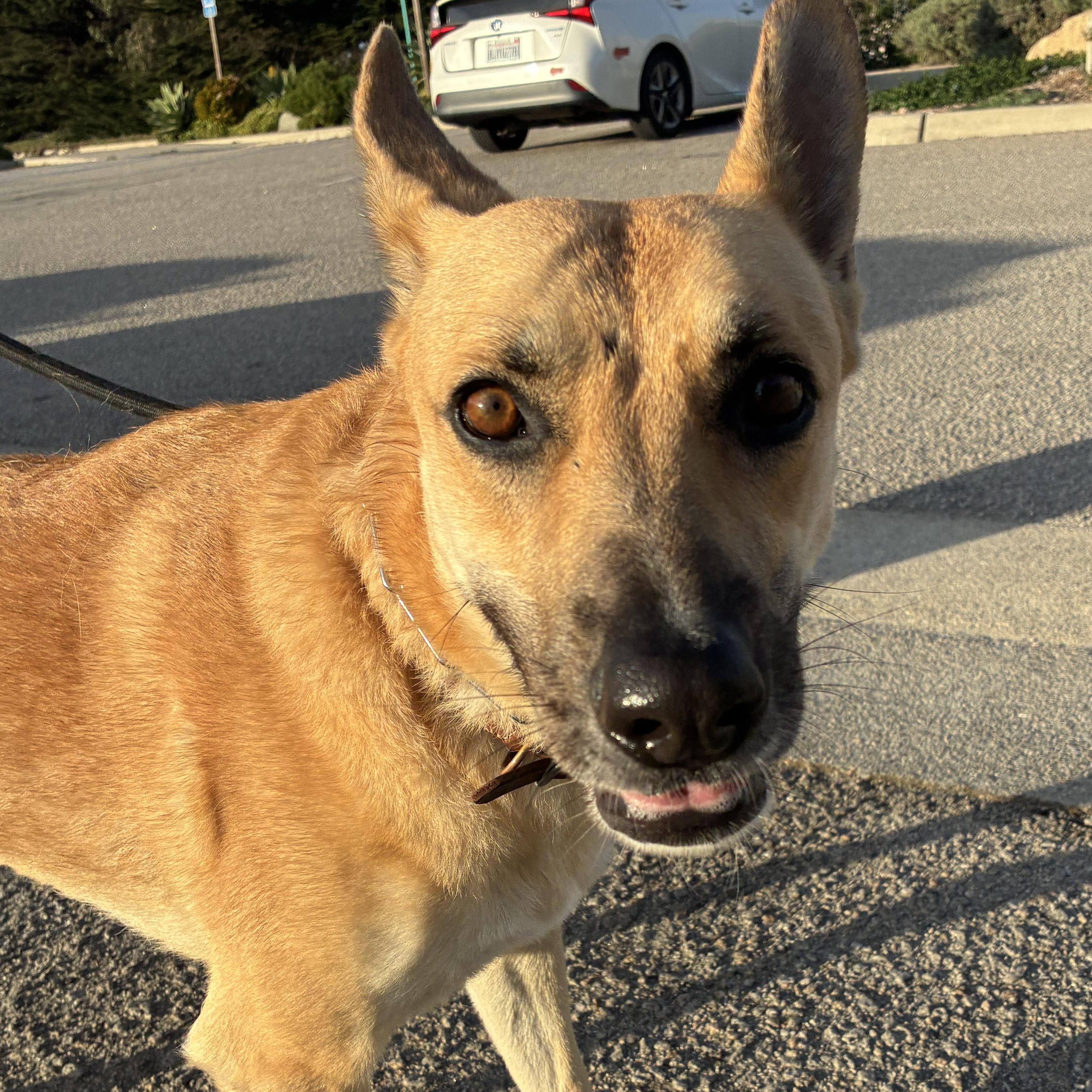 Enlarge Piper , a ADOPTABLE mixed breed in Los Osos, CA image 3/6