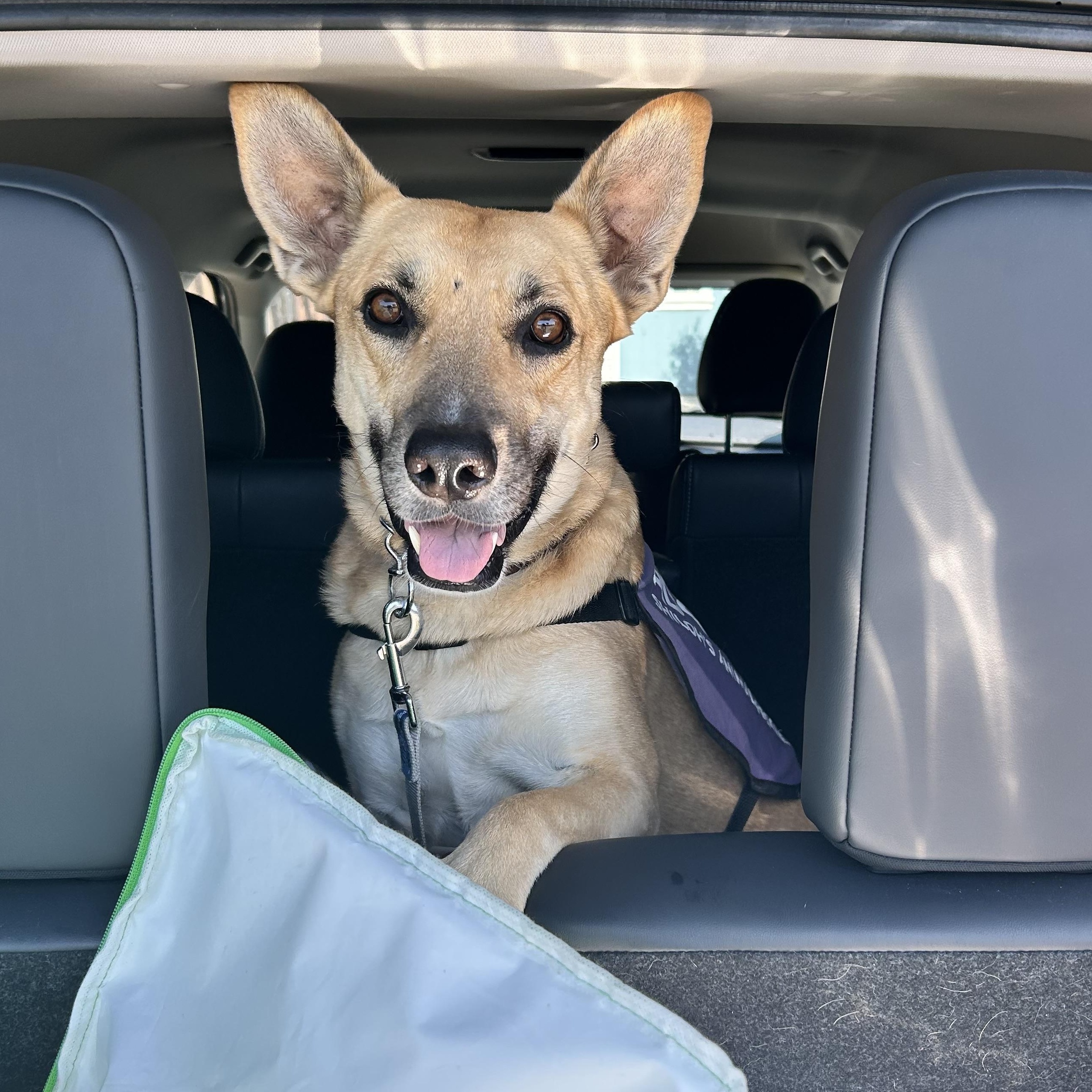 Piper , an adopted mixed breed in Los Osos, CA image 2/6