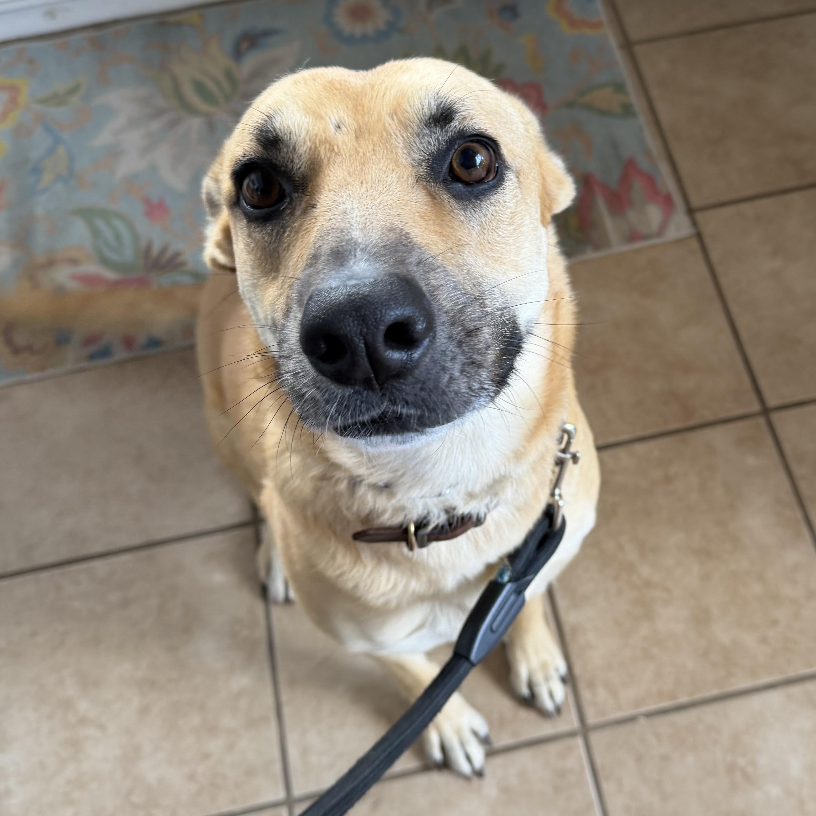 Enlarge Piper , a ADOPTABLE mixed breed in Los Osos, CA image 2/6