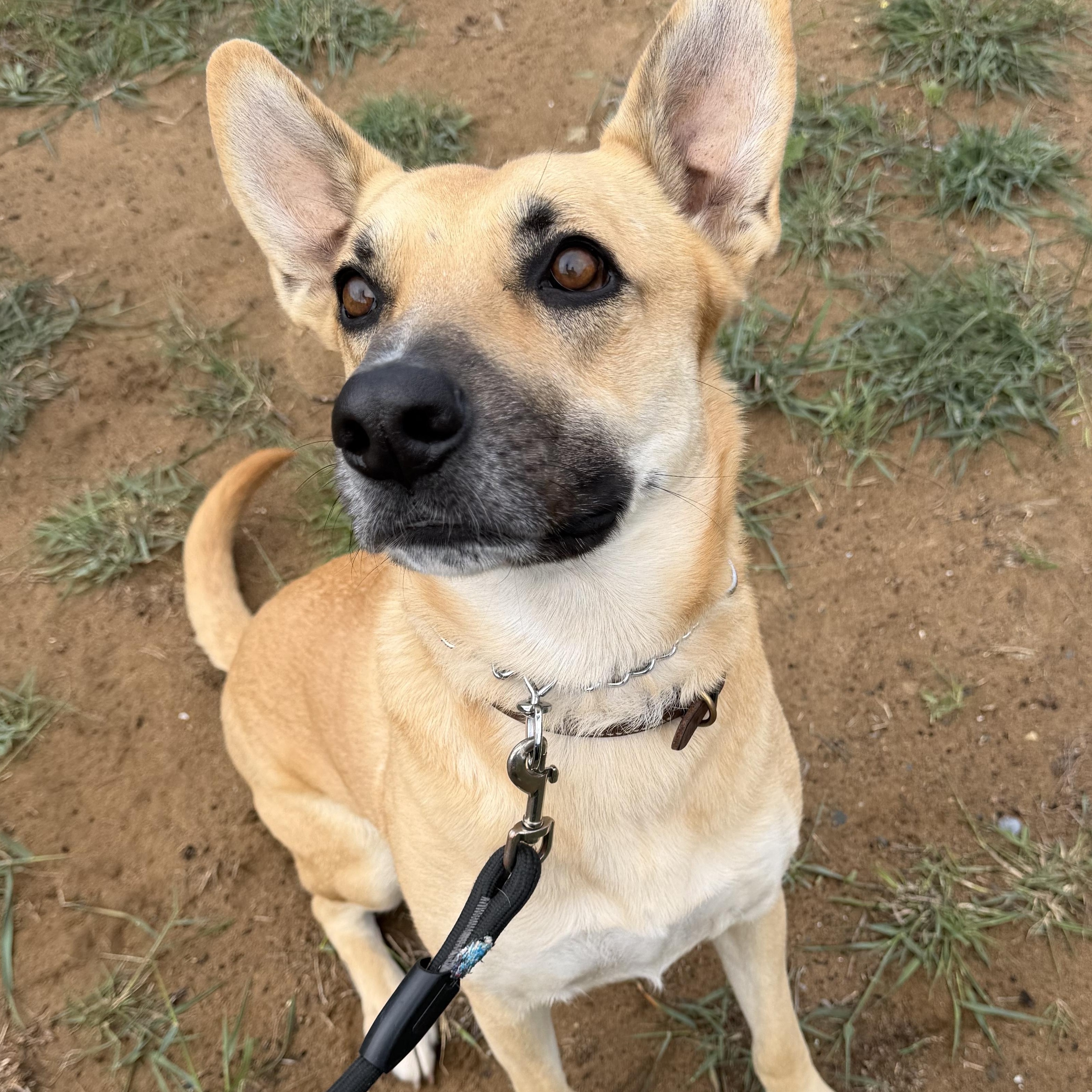 Enlarge Piper , a ADOPTABLE mixed breed in Los Osos, CA image 1/6