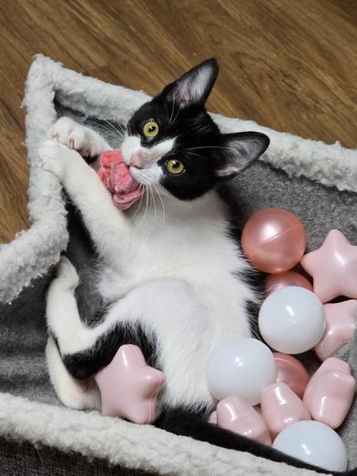 Purrla — thumbnail 5