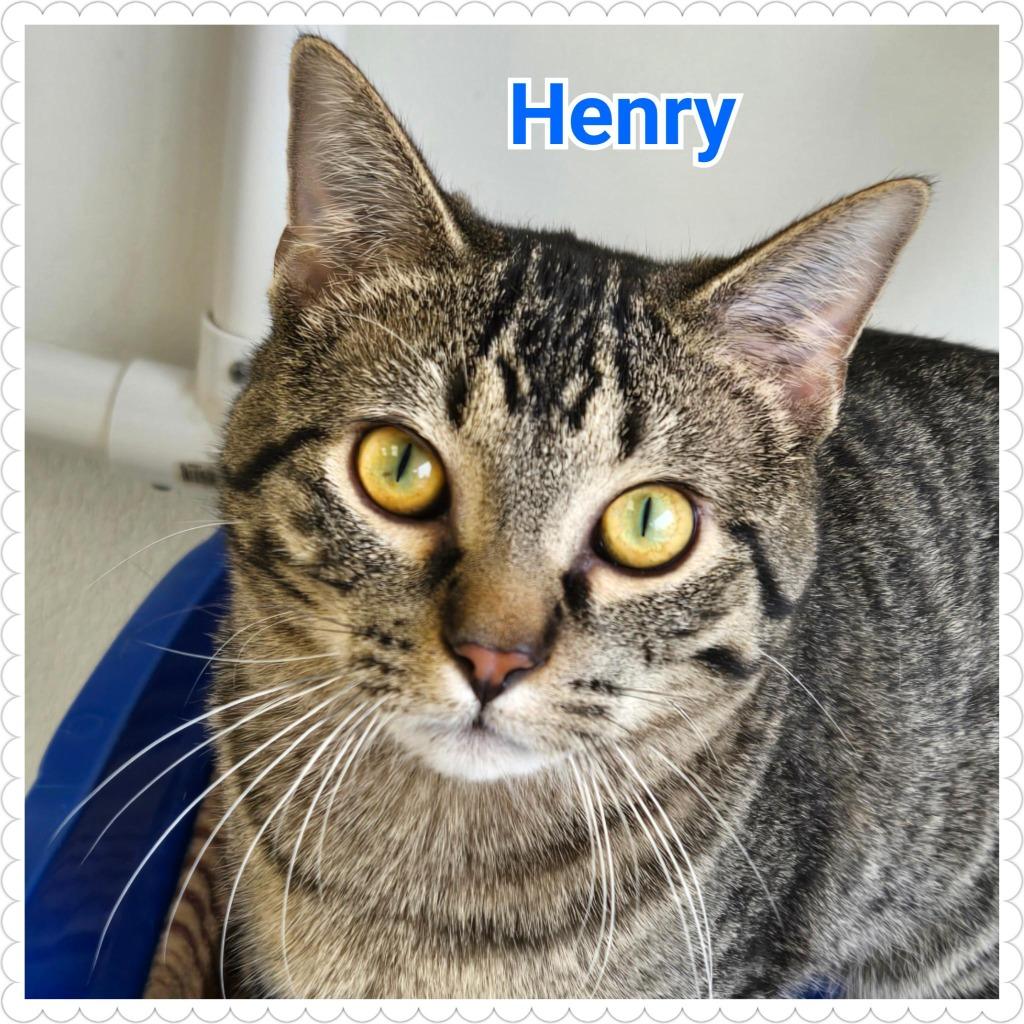 Henry, Adopted, Young Male Domestic Short Hair.