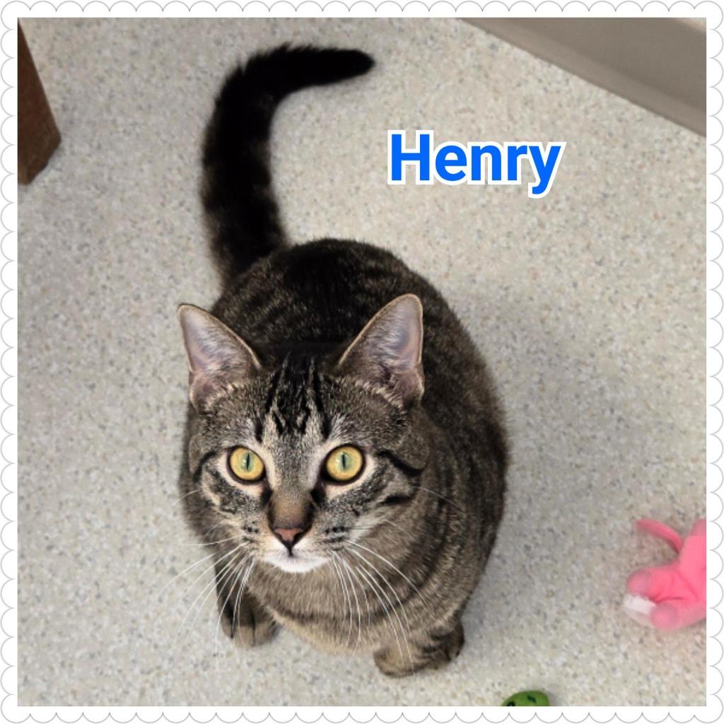 Henry, a Adopted mixed breed in North Saint Paul, MN image 2/4