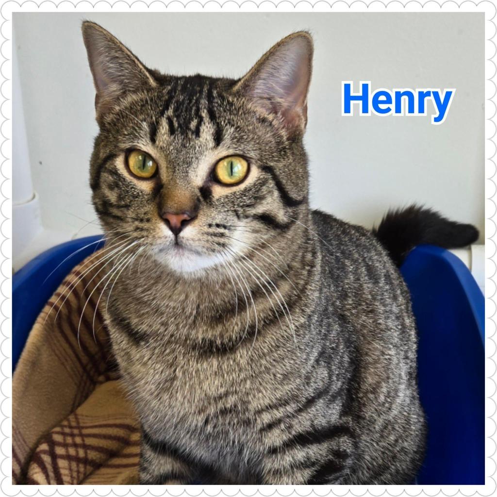 Henry, a Adopted mixed breed in North Saint Paul, MN image 3/4