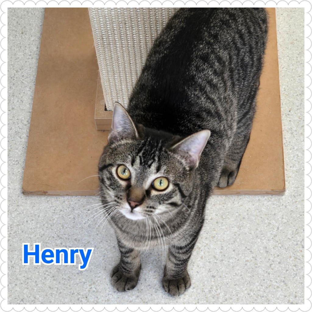Henry, a Adopted mixed breed in North Saint Paul, MN image 4/4