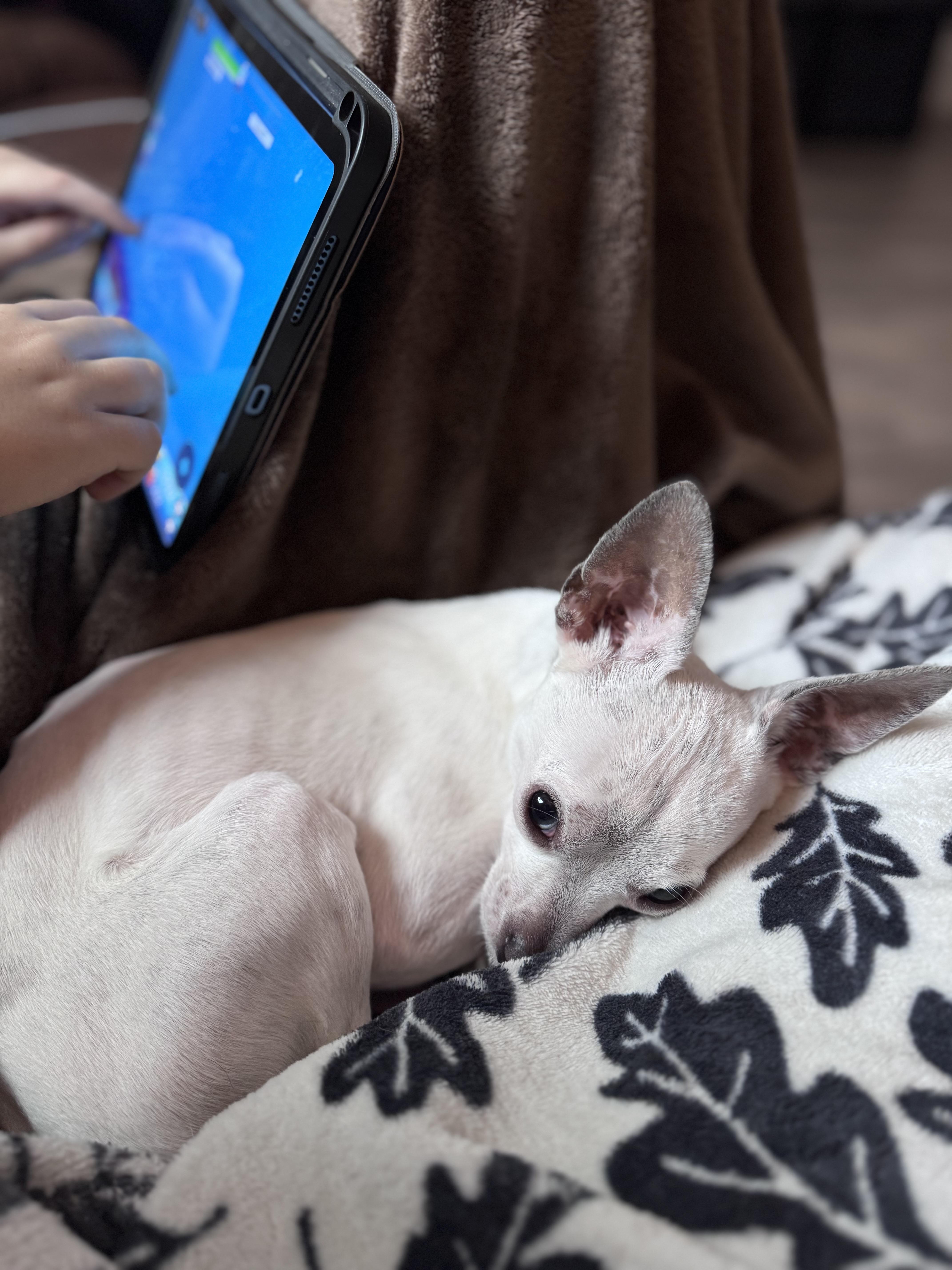 Enlarge Twinkie, a Adoptable mixed breed in San Francisco, CA image 5/6