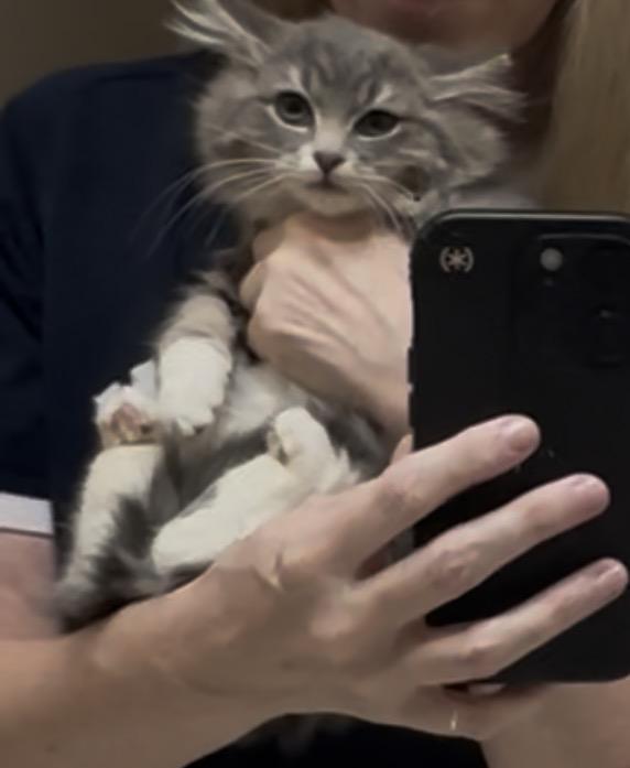 Enlarge Uno, an adopted Domestic Long Hair in Woodstock, GA image 1/2