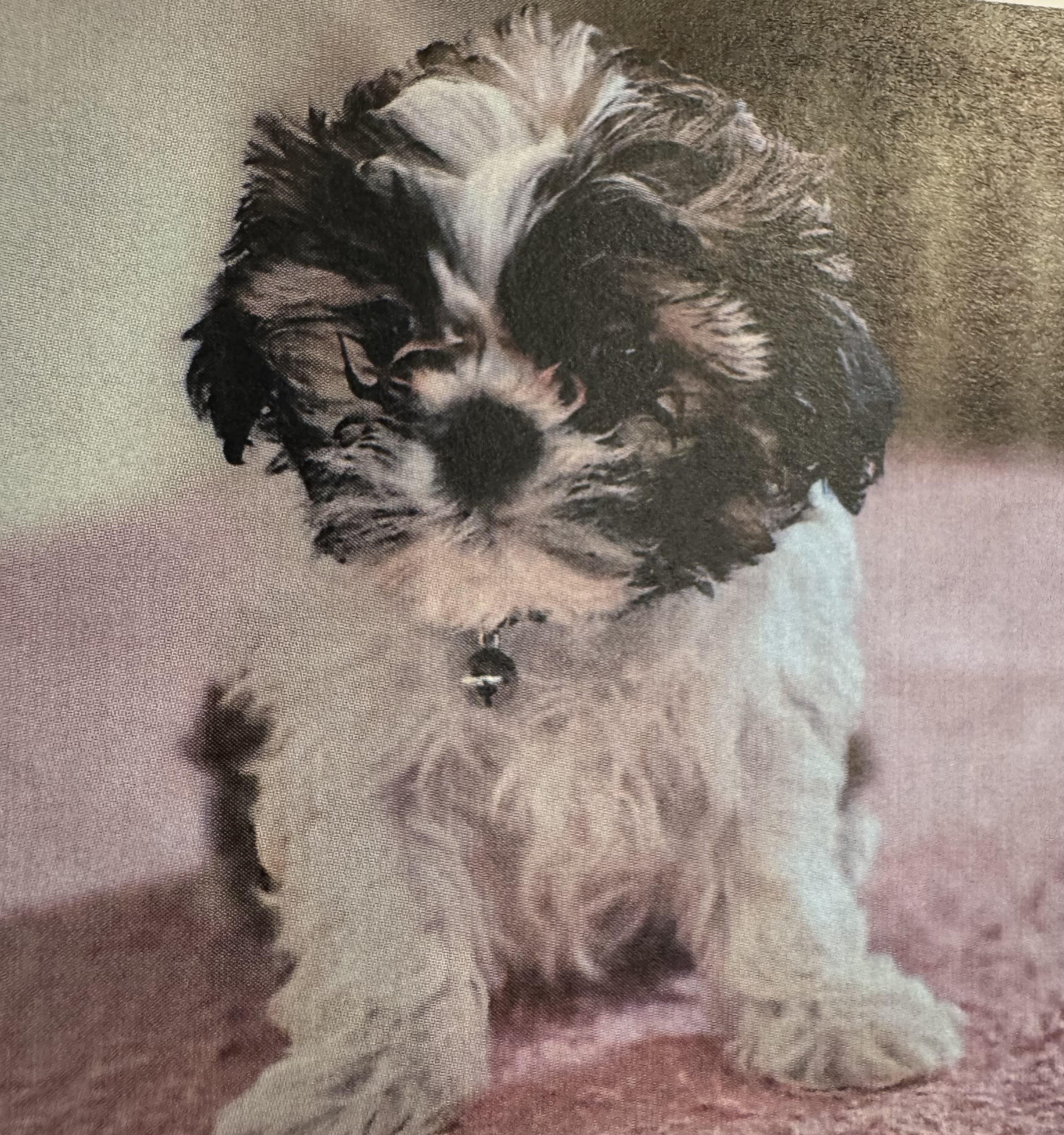 Wade , adopted, Puppy Male Shih poo.