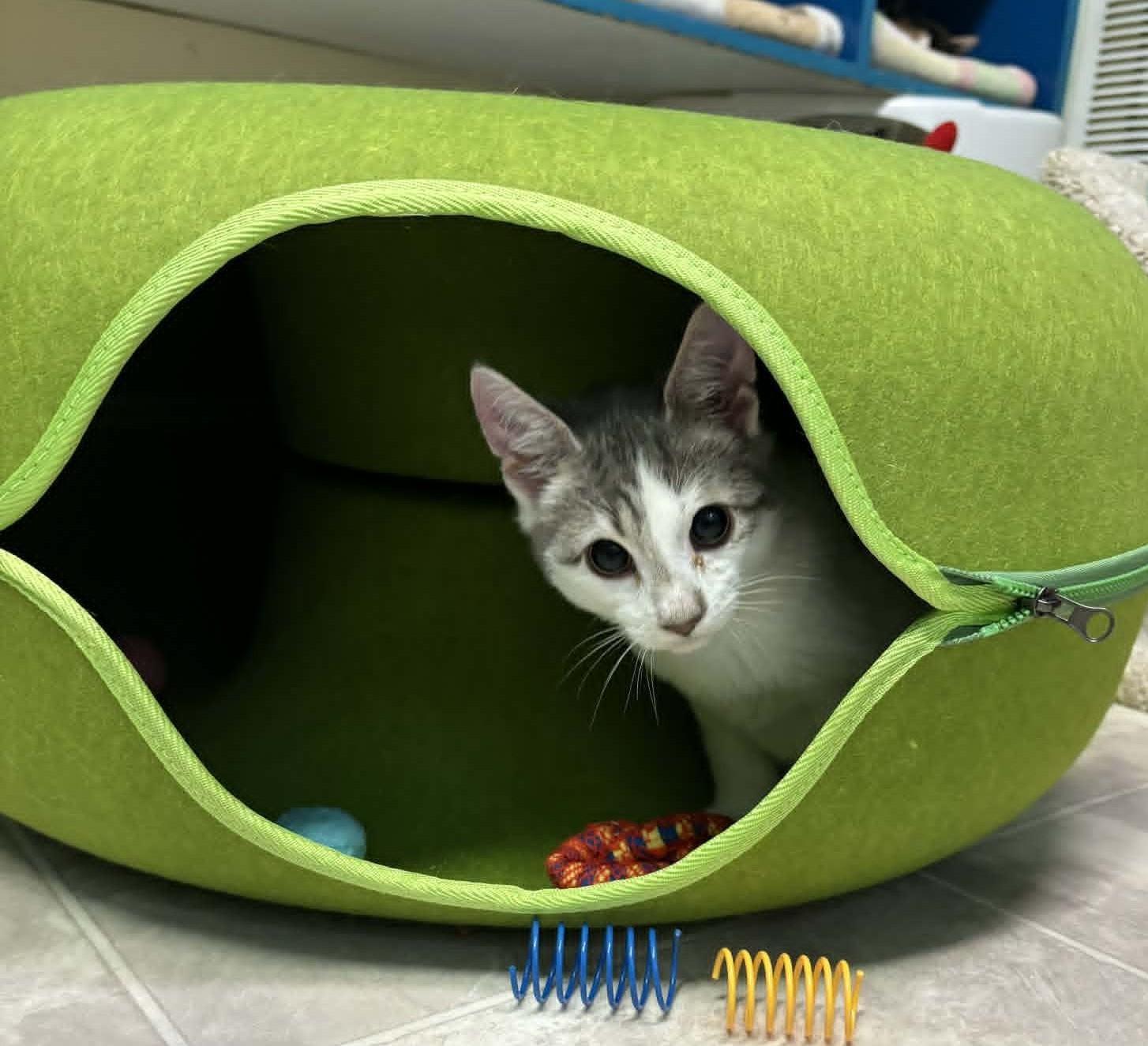 Jingle, a ADOPTABLE Domestic Short Hair in Ocean City, NJ image 2/2