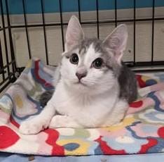 Jingle, a ADOPTABLE Domestic Short Hair in Ocean City, NJ image 1/2