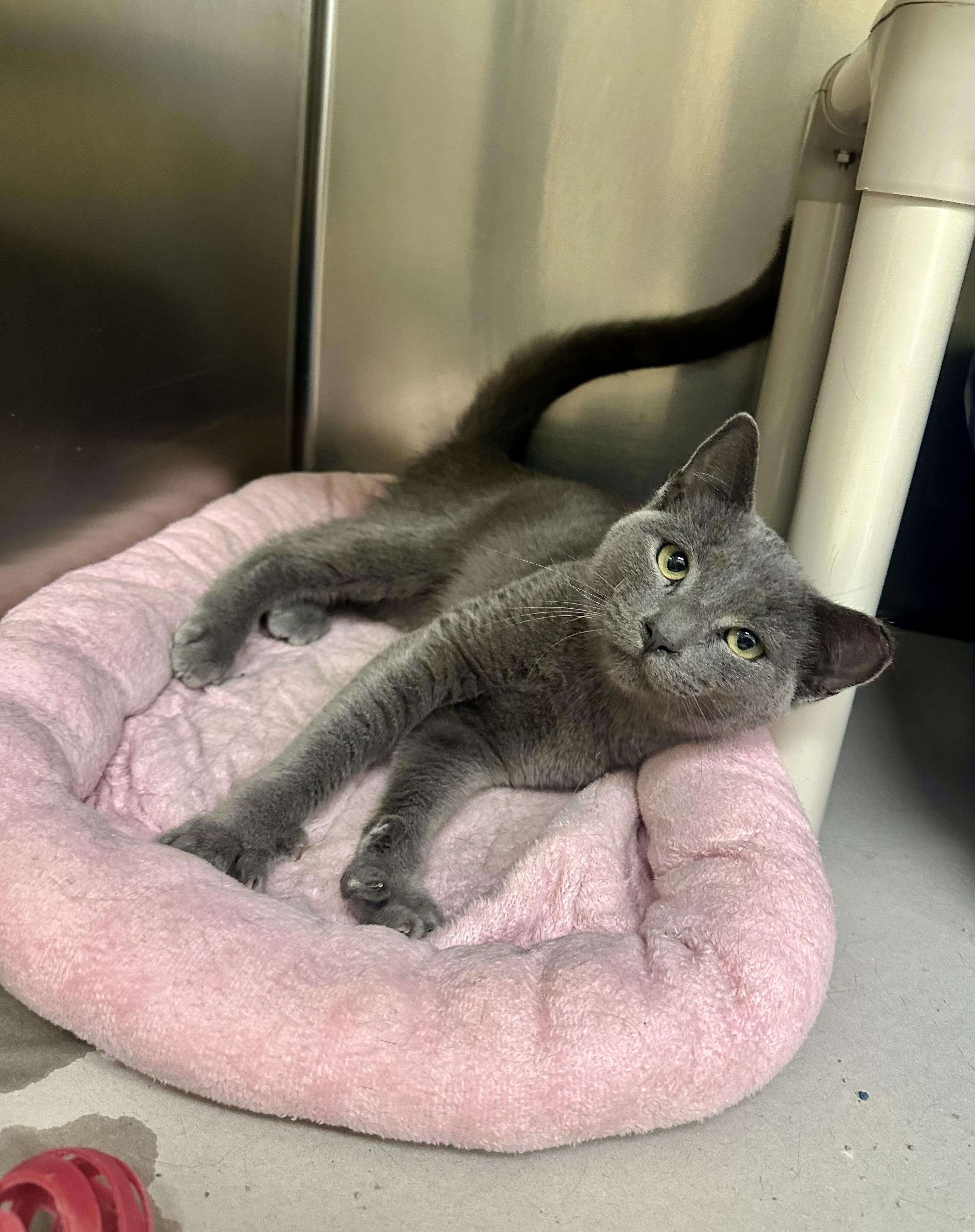 Enlarge Atlas, a Adoptable Domestic Short Hair in Parsippany, NJ image 1/2