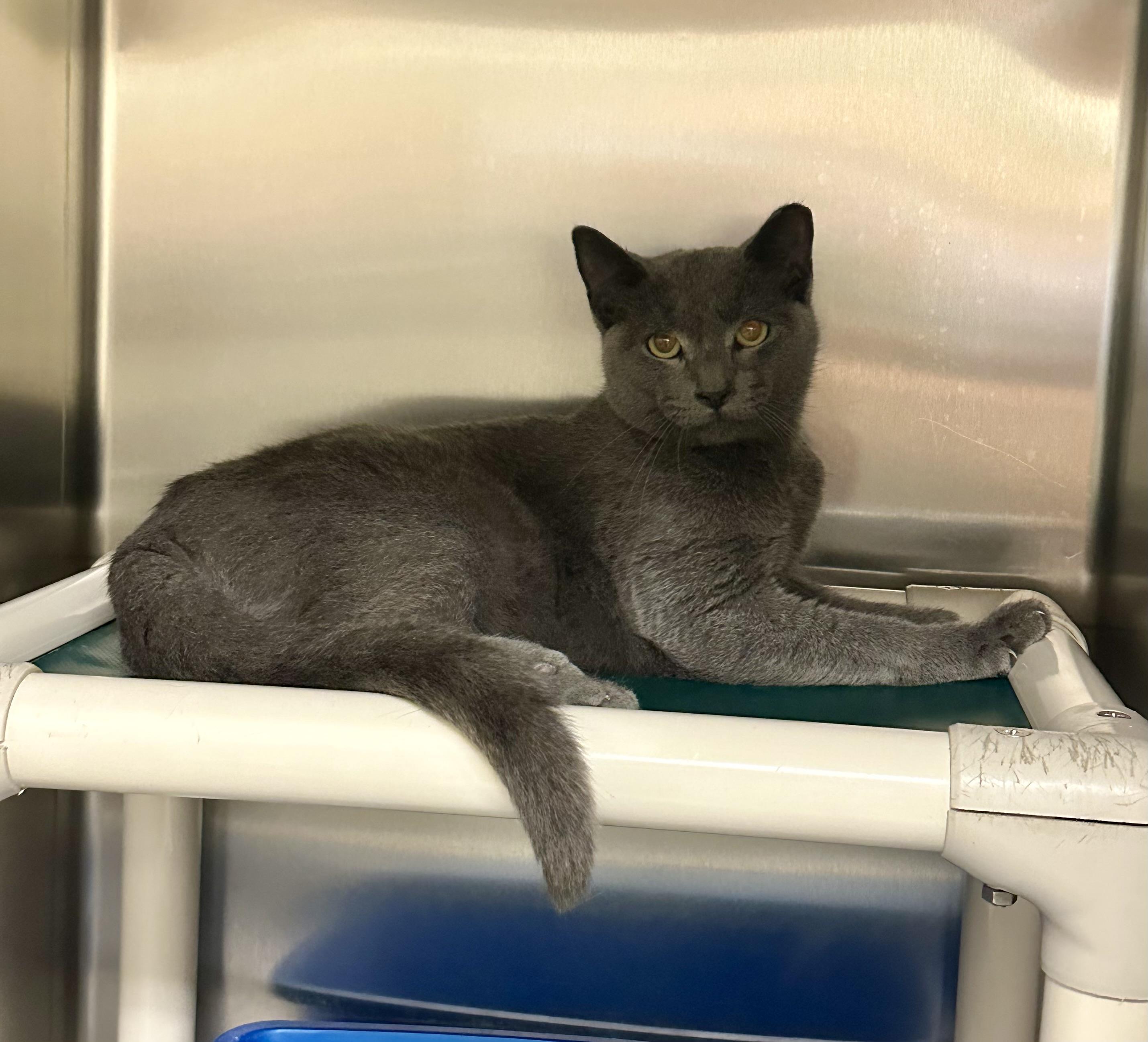 Enlarge Atlas, a Adoptable Domestic Short Hair in Parsippany, NJ image 2/2