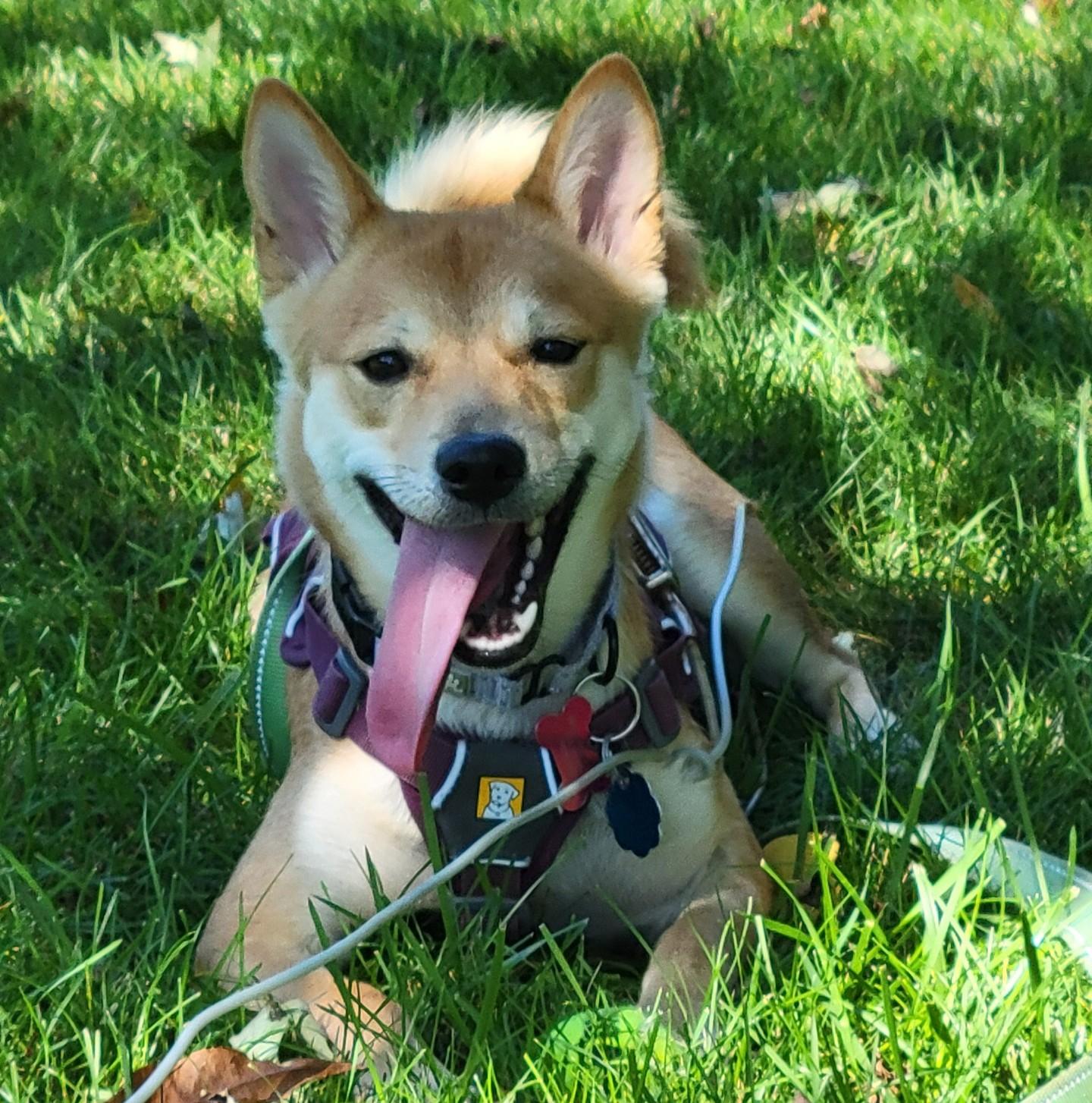 Enlarge Nadia, a ADOPTABLE Shiba Inu in Sussex, WI image 1/6