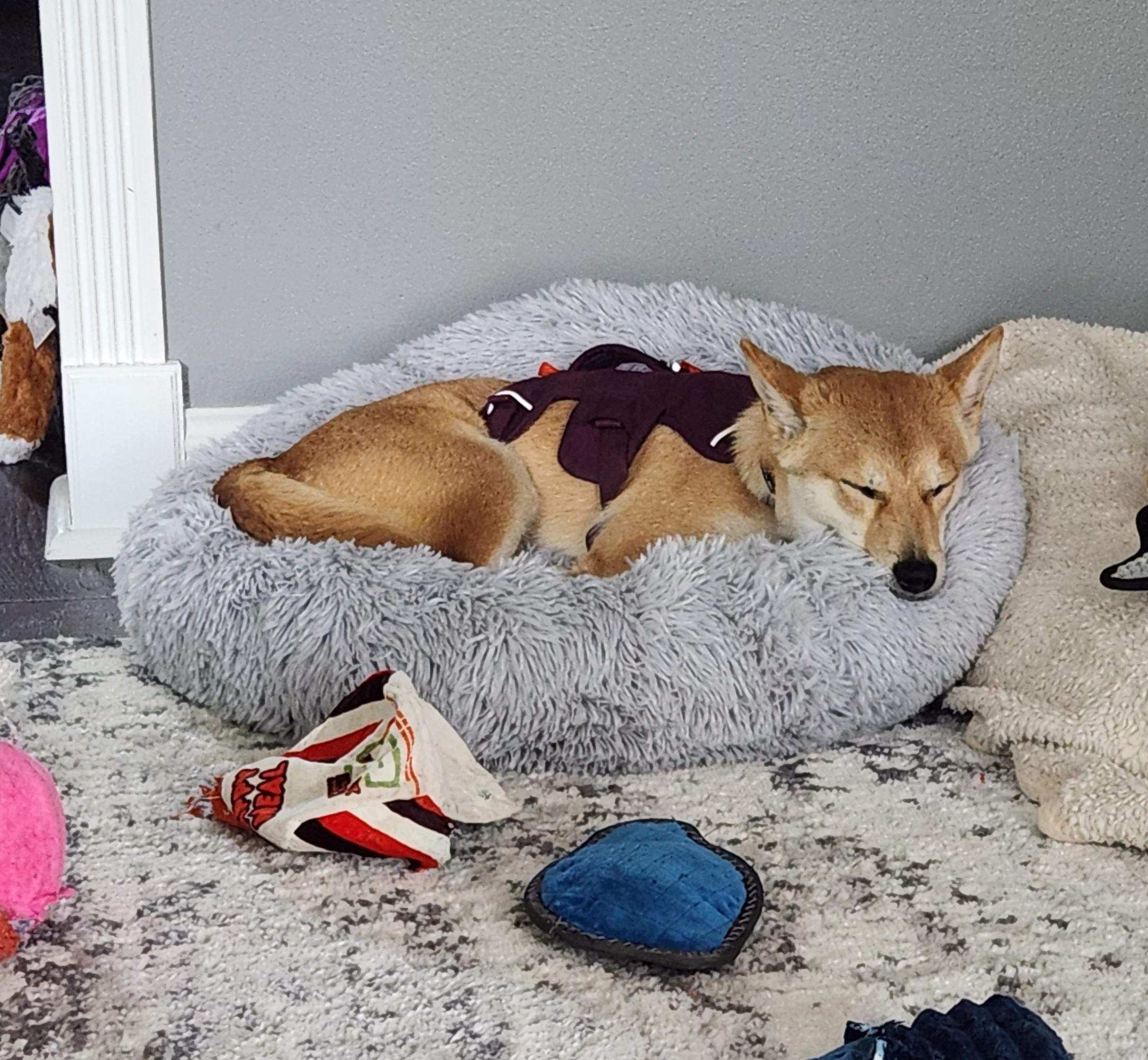 Enlarge Nadia, a ADOPTABLE Shiba Inu in Sussex, WI image 5/6