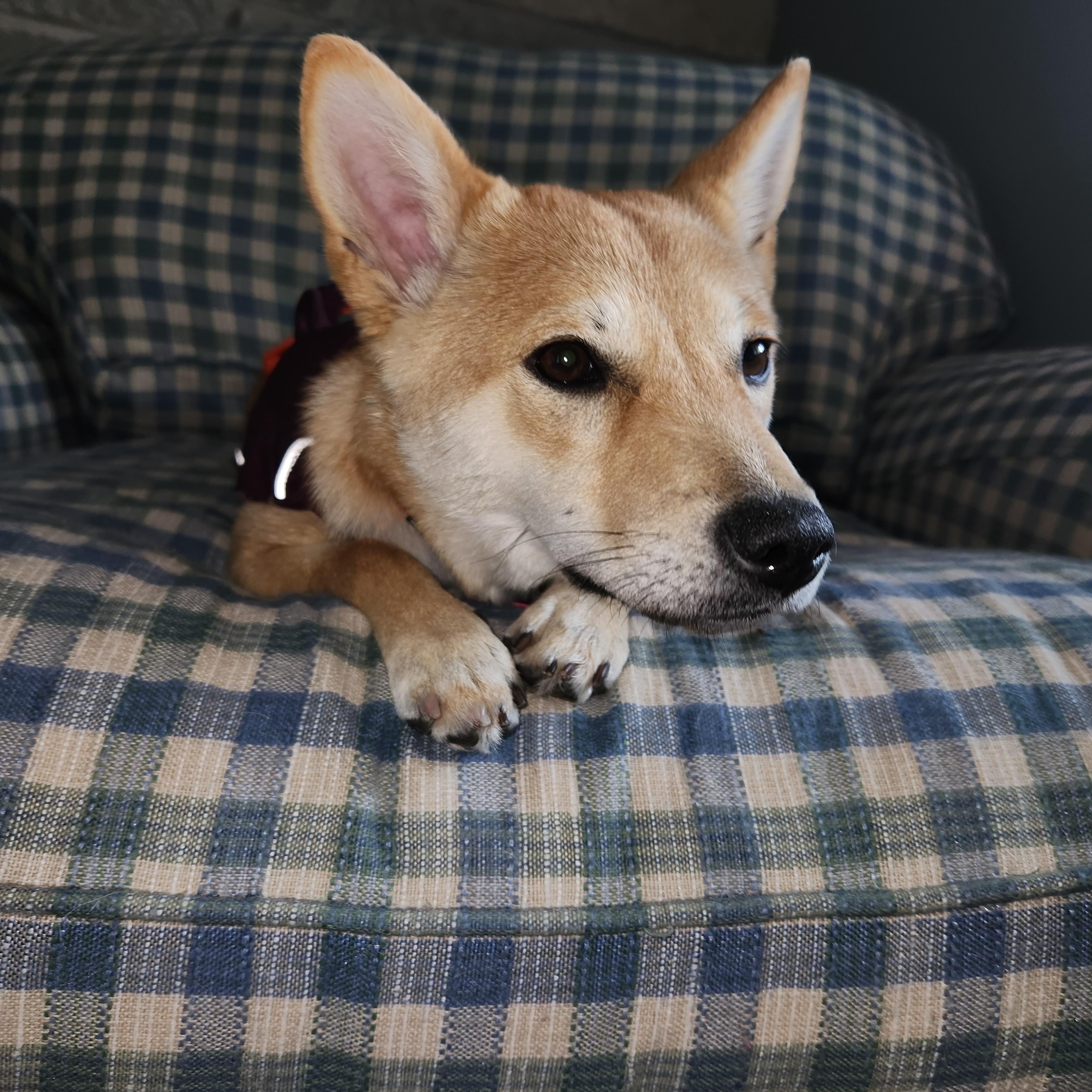 Enlarge Nadia, a ADOPTABLE Shiba Inu in Sussex, WI image 6/6