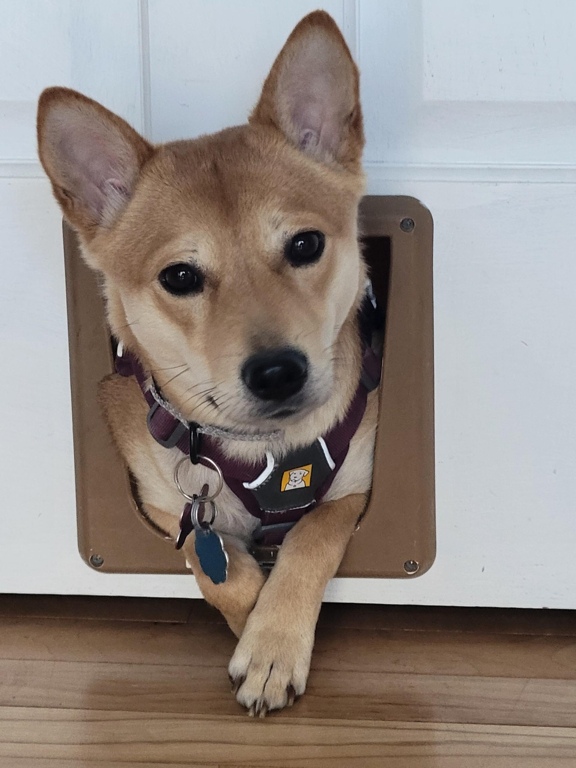 Enlarge Nadia, a ADOPTABLE Shiba Inu in Sussex, WI image 4/6