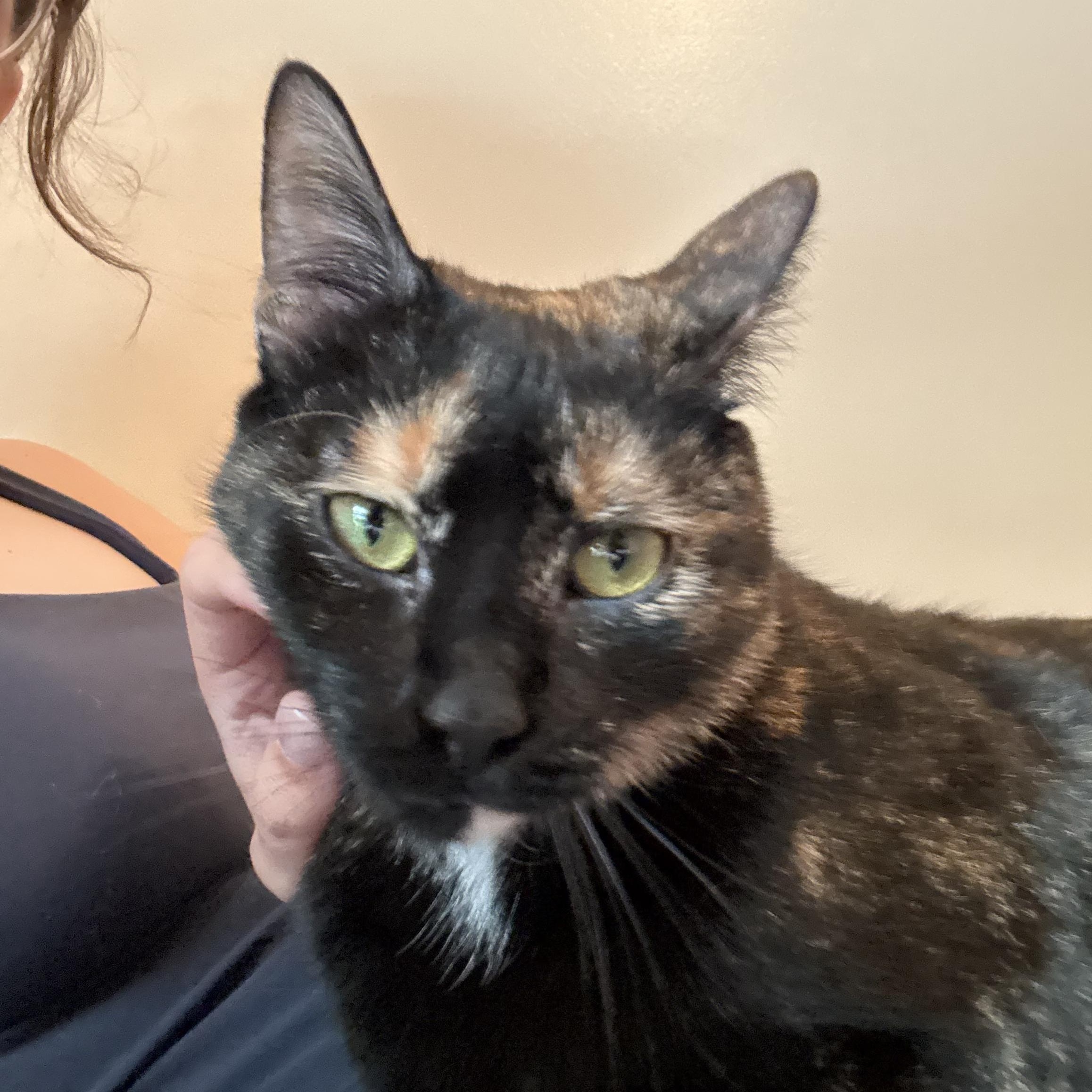 Enlarge Thai, a Adoptable Domestic Short Hair in New York City, NY image 4/4