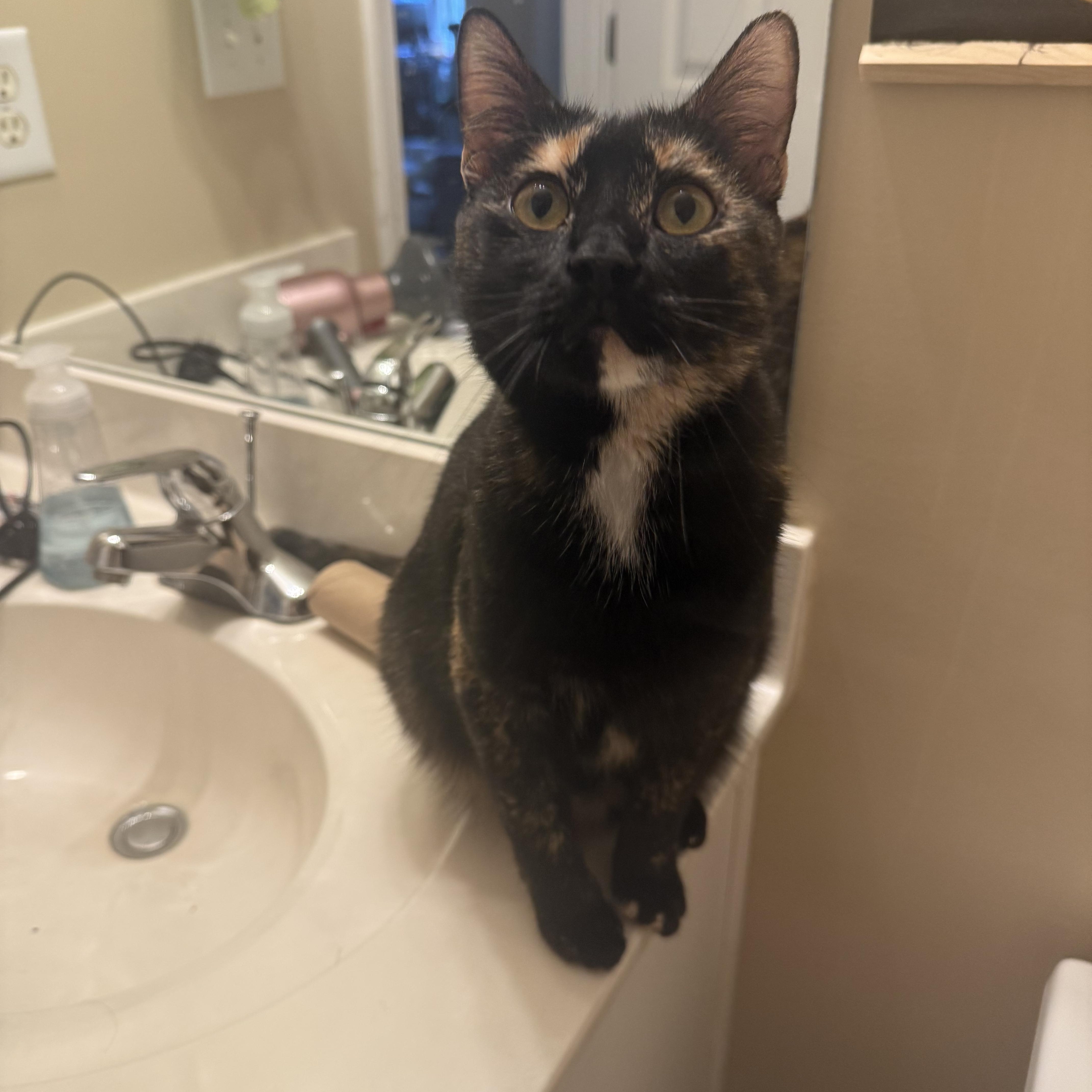 Enlarge Thai, a Adoptable Domestic Short Hair in New York City, NY image 3/4