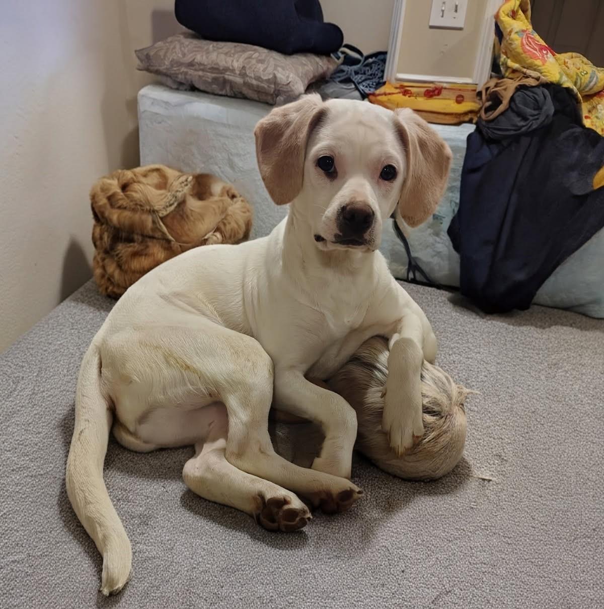 Enlarge Angel, a ADOPTABLE Mixed Breed in Chesapeake, VA image 1/1