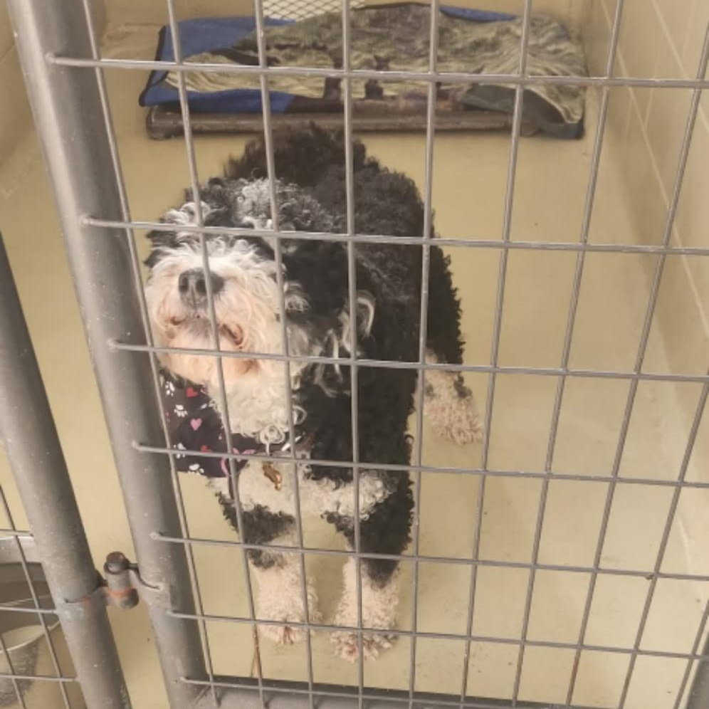 Bentley Turbo thumbnail 2