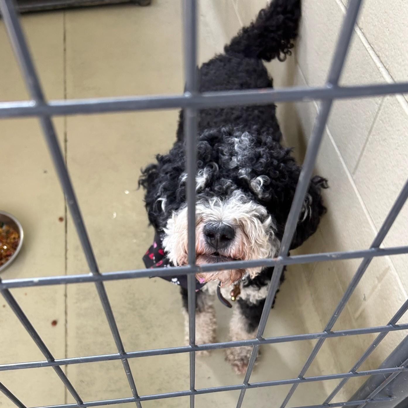 Bentley Turbo thumbnail 3