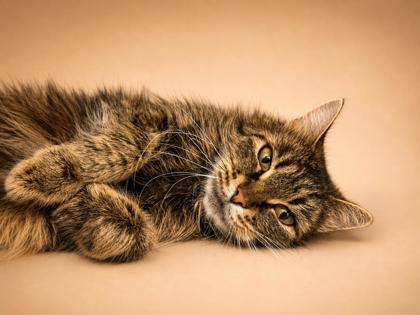 Enlarge Tiana, a Adoptable mixed breed in Bowling Green, KY image 1/3