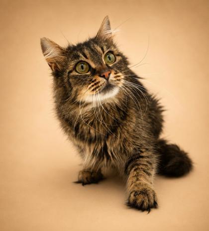 Enlarge Tiana, a Adoptable mixed breed in Bowling Green, KY image 3/3