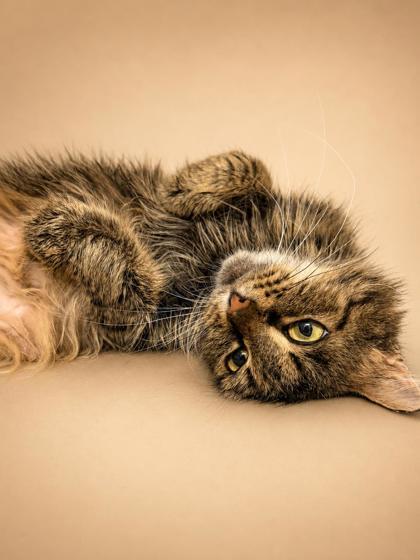 Tiana, a Adoptable mixed breed in Bowling Green, KY image 3/3