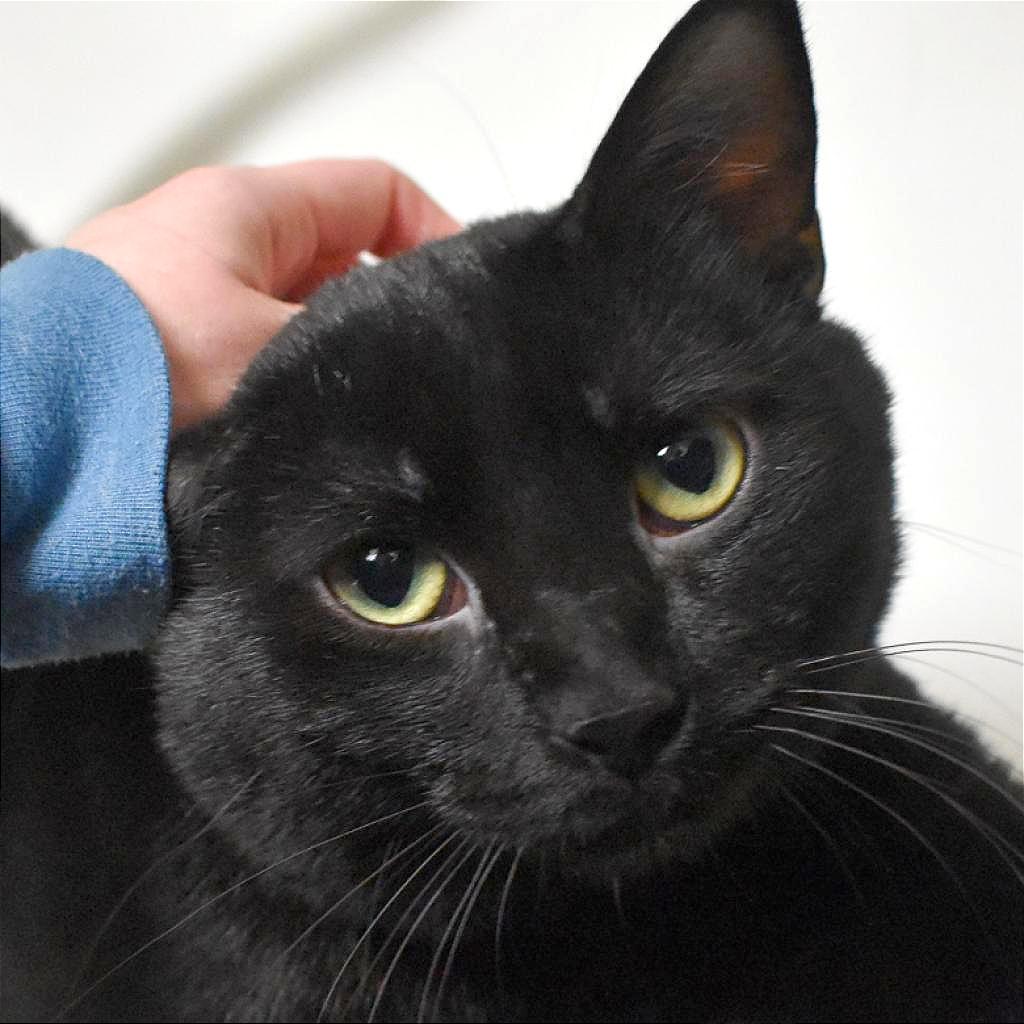 Mackie, a Adoptable Domestic Short Hair in Evansville, IN image 1/3