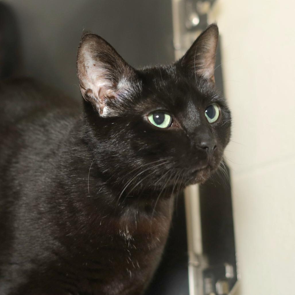 Mackie, a Adoptable Domestic Short Hair in Evansville, IN image 2/3