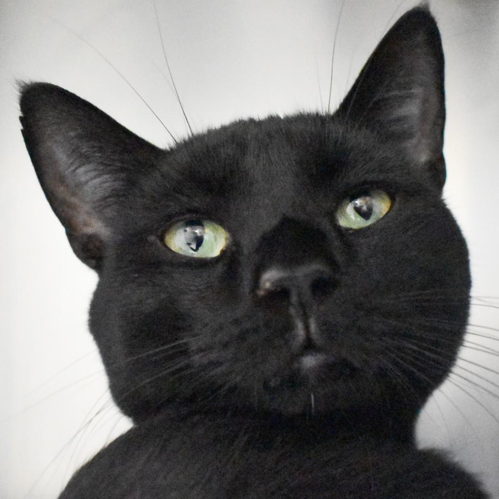 Mackie, a Adoptable Domestic Short Hair in Evansville, IN image 3/3