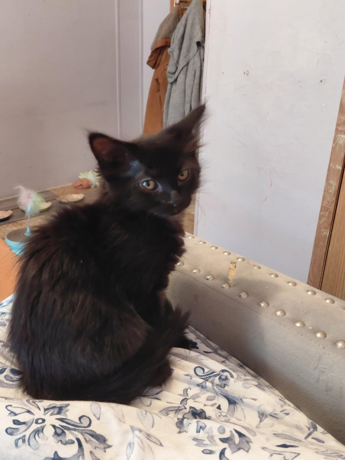 Enlarge Angora, a Adoptable mixed breed in Belton, MO image 1/5