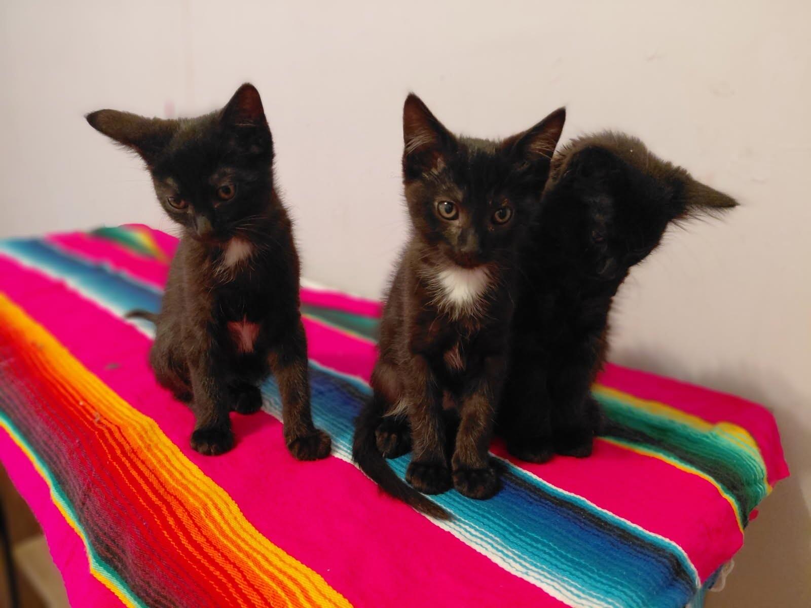 Enlarge Angora, a Adoptable mixed breed in Belton, MO image 2/5