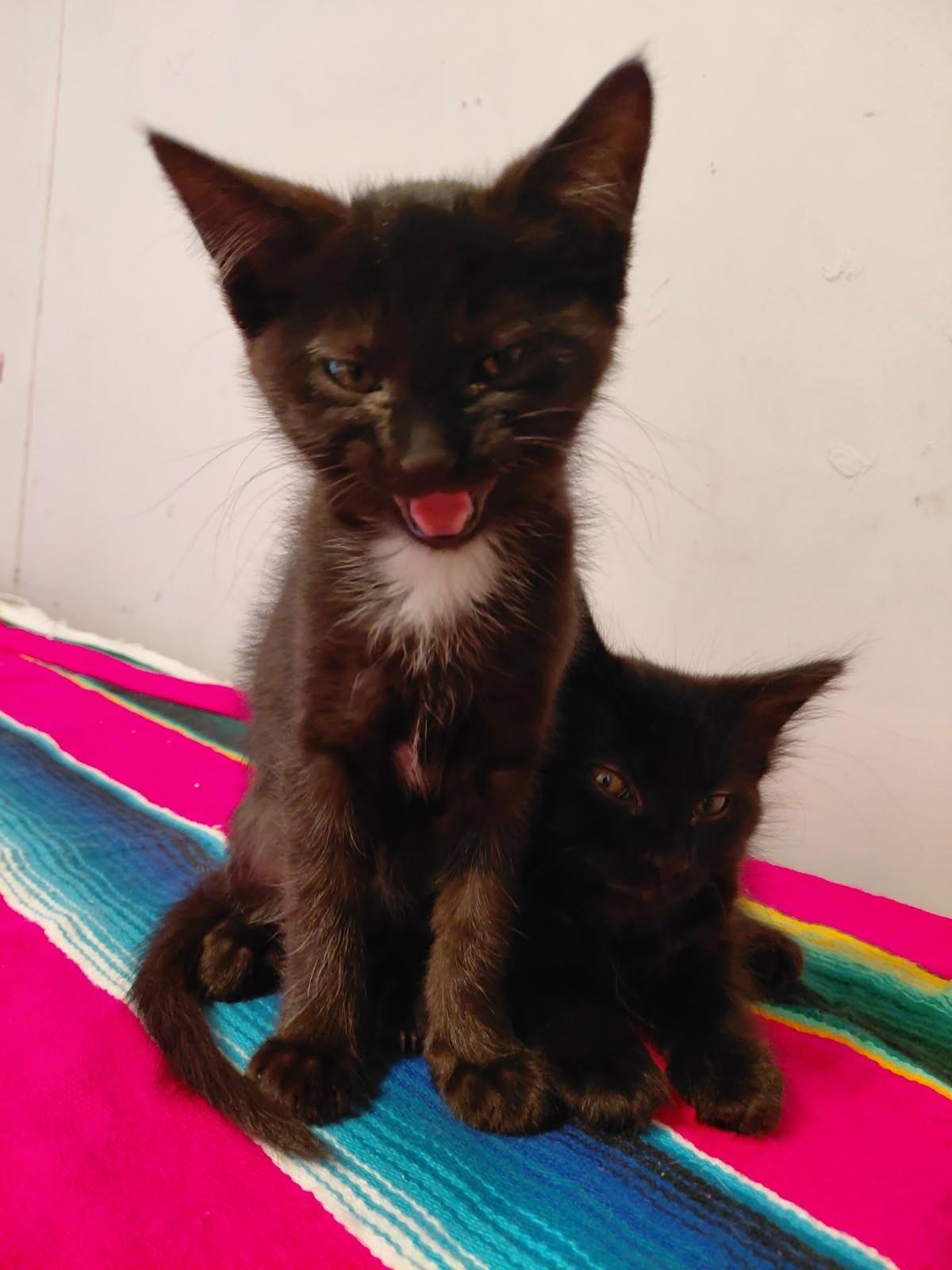 Enlarge Angora, a Adoptable mixed breed in Belton, MO image 3/5