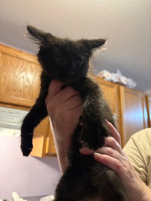 Enlarge Angora, a Adoptable mixed breed in Belton, MO image 4/5
