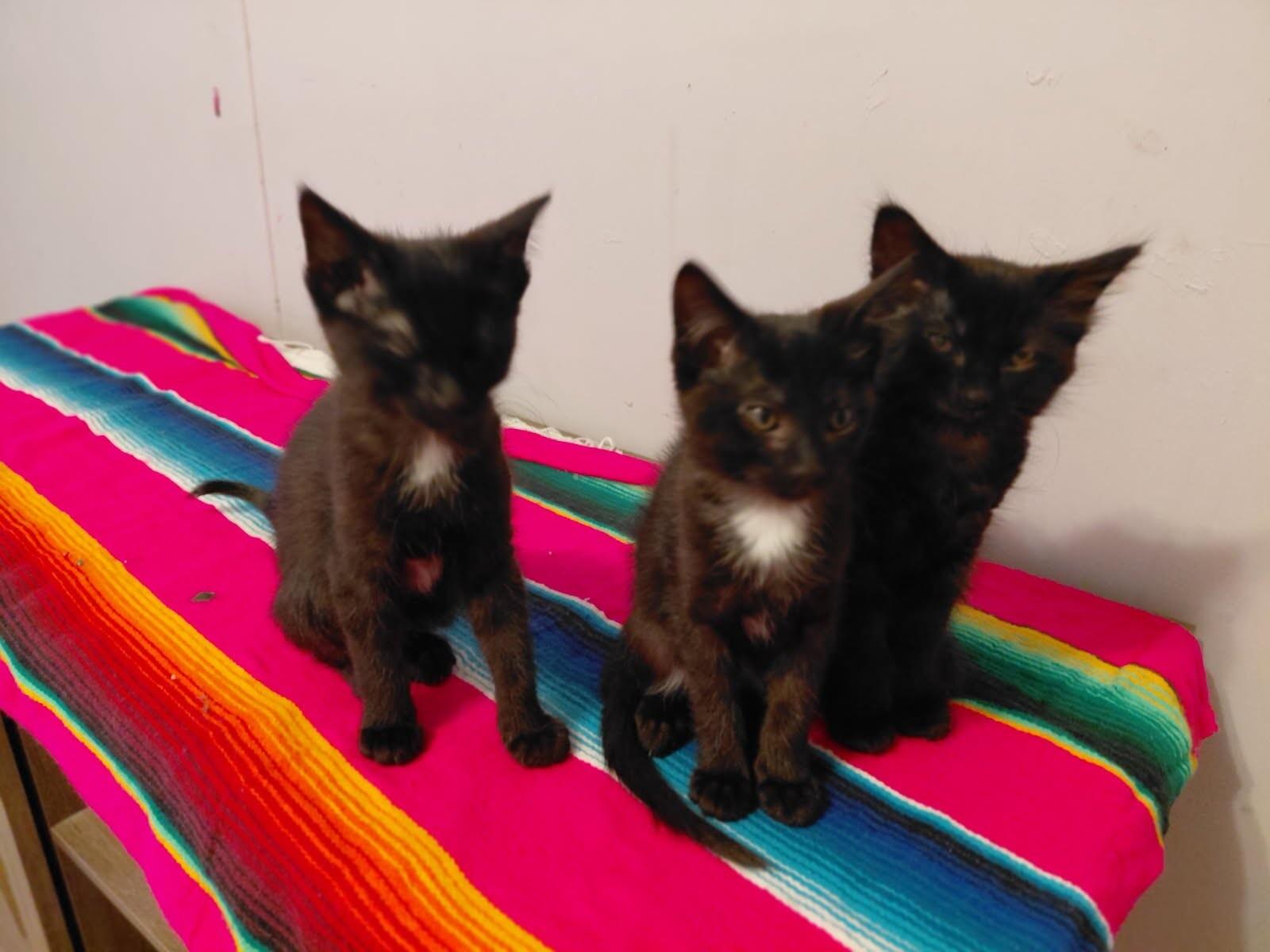 Enlarge Angora, a Adoptable mixed breed in Belton, MO image 5/5