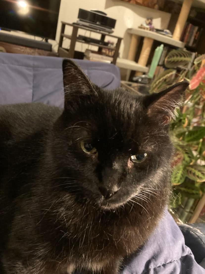 Enlarge Smudge, a Adoptable Domestic Short Hair in Gladstone, OR image 6/6
