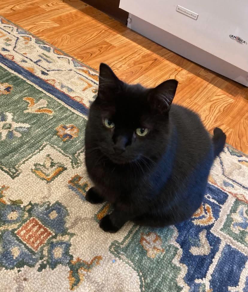 Enlarge Smudge, a Adoptable Domestic Short Hair in Gladstone, OR image 1/6