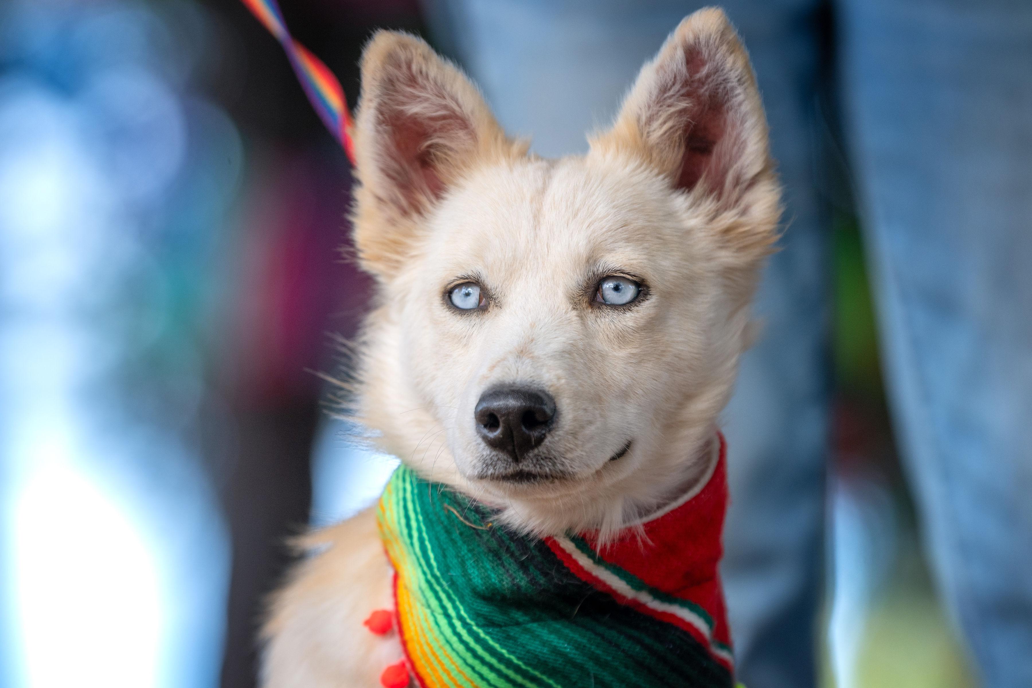 Nieves, ADOPTABLE, Young Female Siberian Husky.