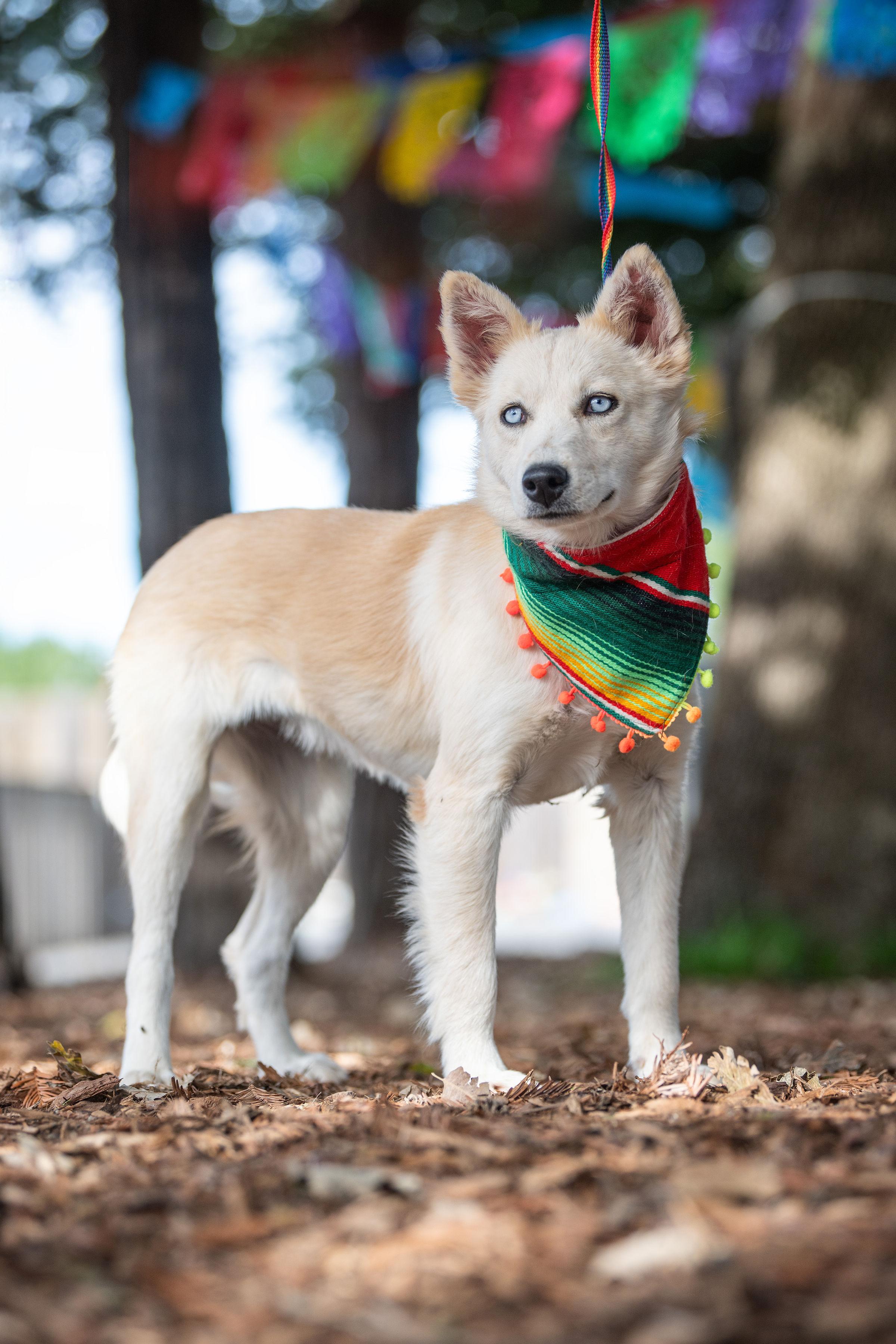 Nieves, a ADOPTABLE mixed breed in Santa Rosa, CA image 2/4