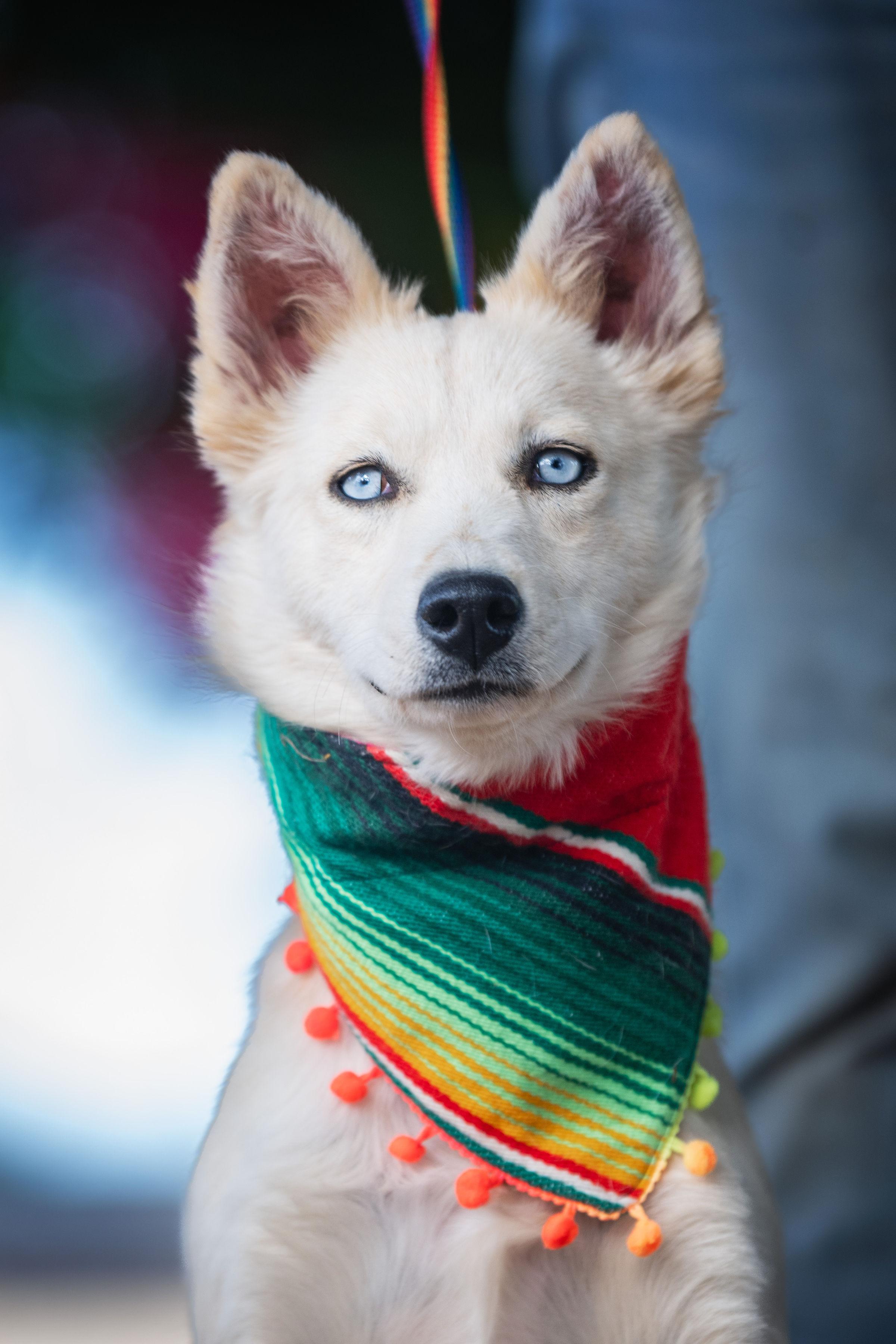 Nieves, a ADOPTABLE mixed breed in Santa Rosa, CA image 3/4