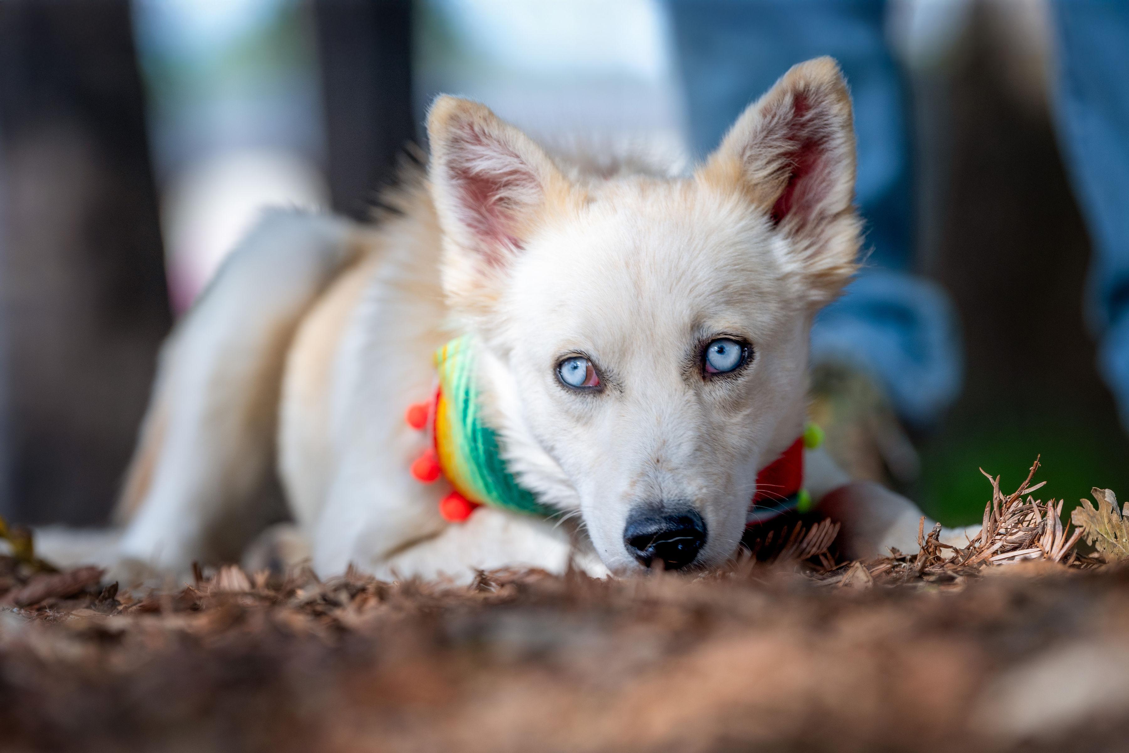 Nieves, a ADOPTABLE mixed breed in Santa Rosa, CA image 4/4