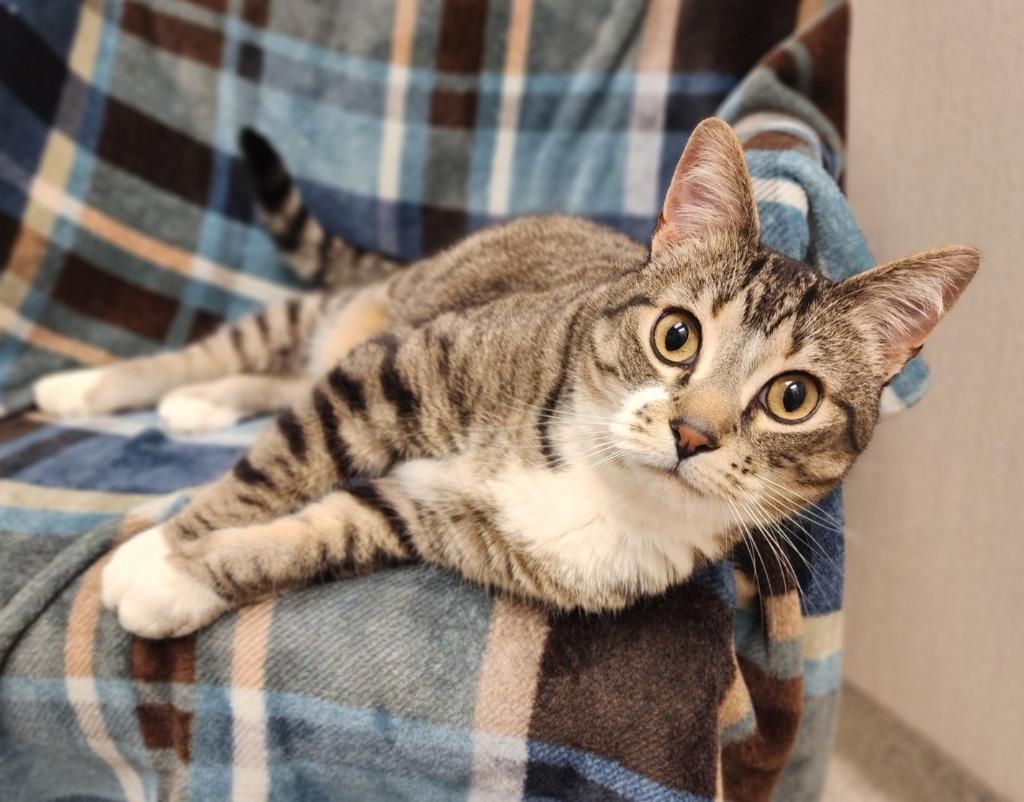 Tubby, Adoptable, Adult Male Domestic Short Hair.