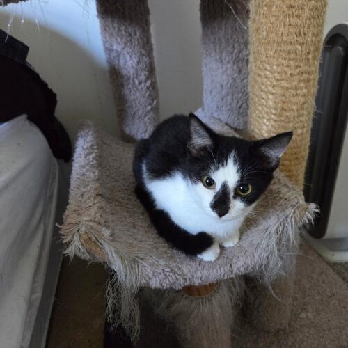 Baltimore, Adoptable, Kitten Female Domestic Short Hair.
