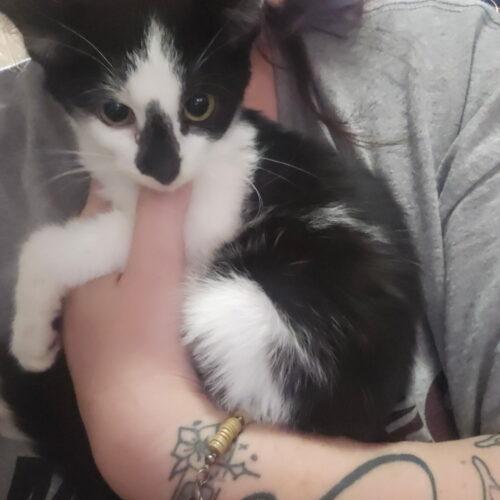Enlarge Baltimore, a Adoptable Domestic Short Hair in Canal Winchester, OH image 2/3