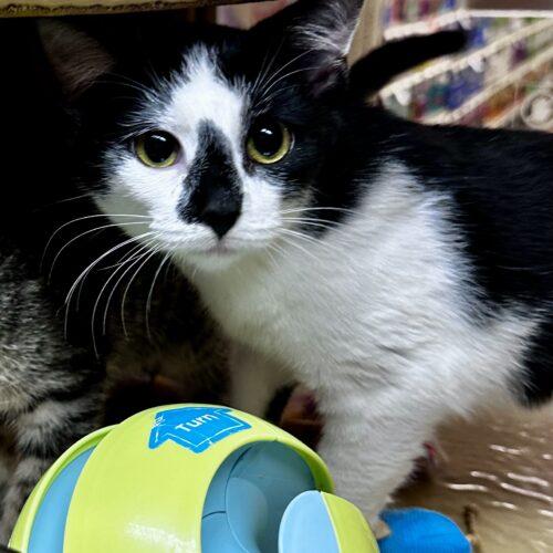 Enlarge Baltimore, a Adoptable Domestic Short Hair in Canal Winchester, OH image 3/3