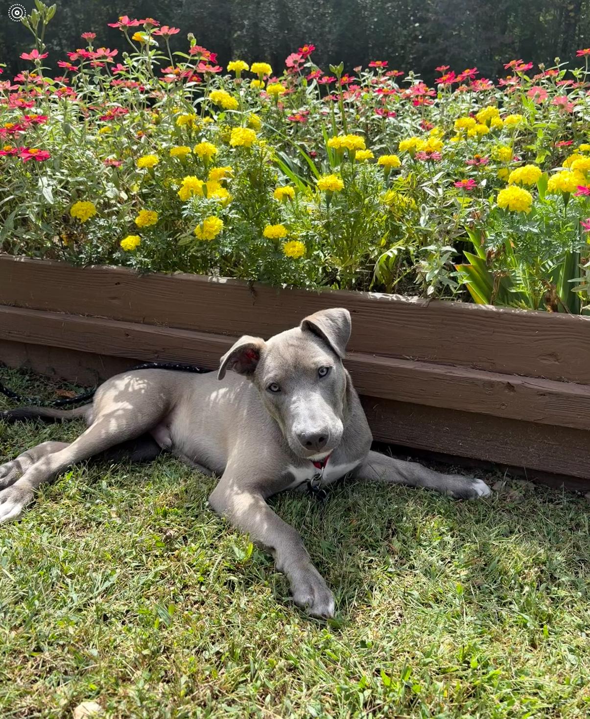 GIZMO.......the fun loving pup