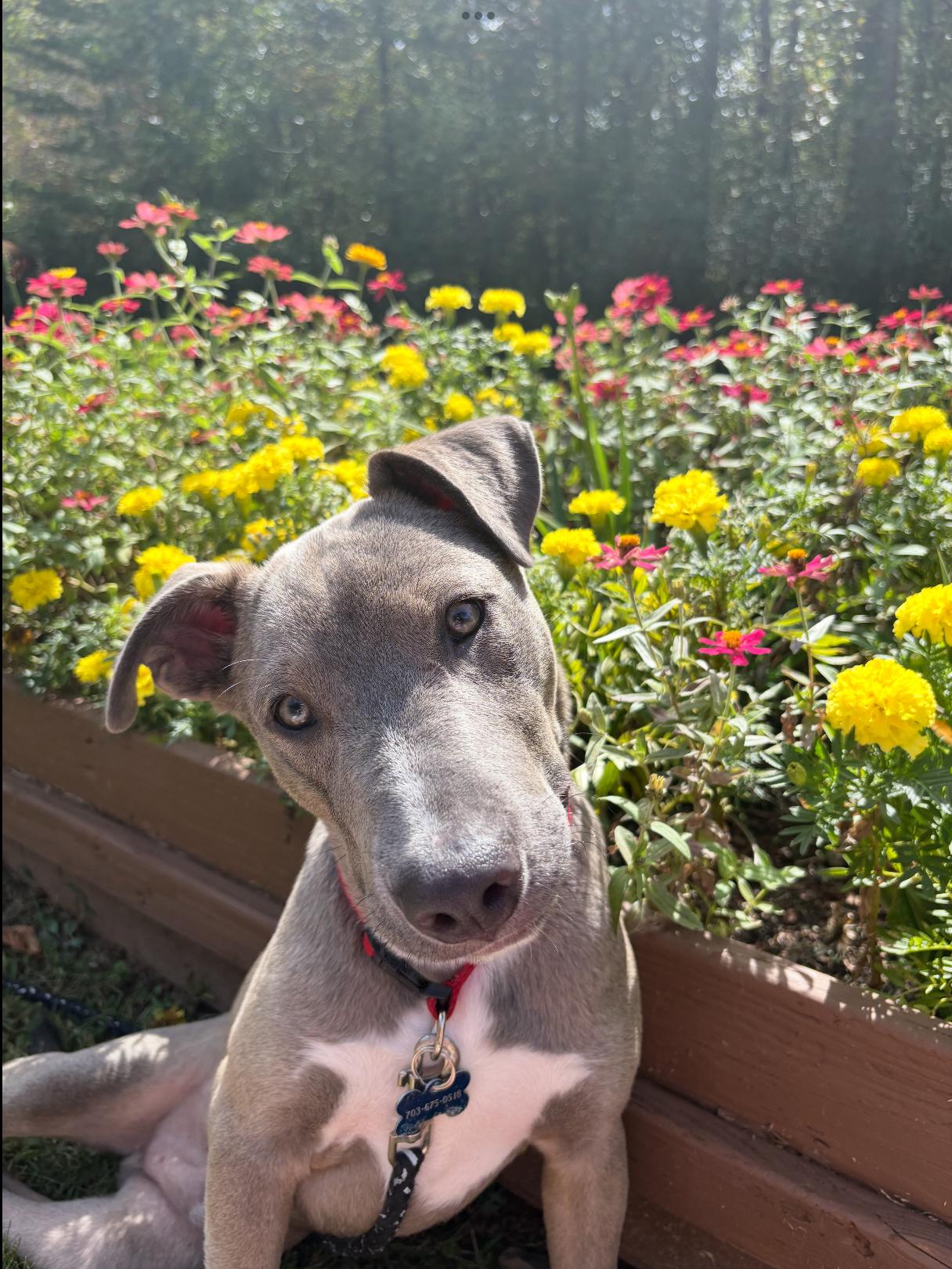 GIZMO.......the fun loving pup